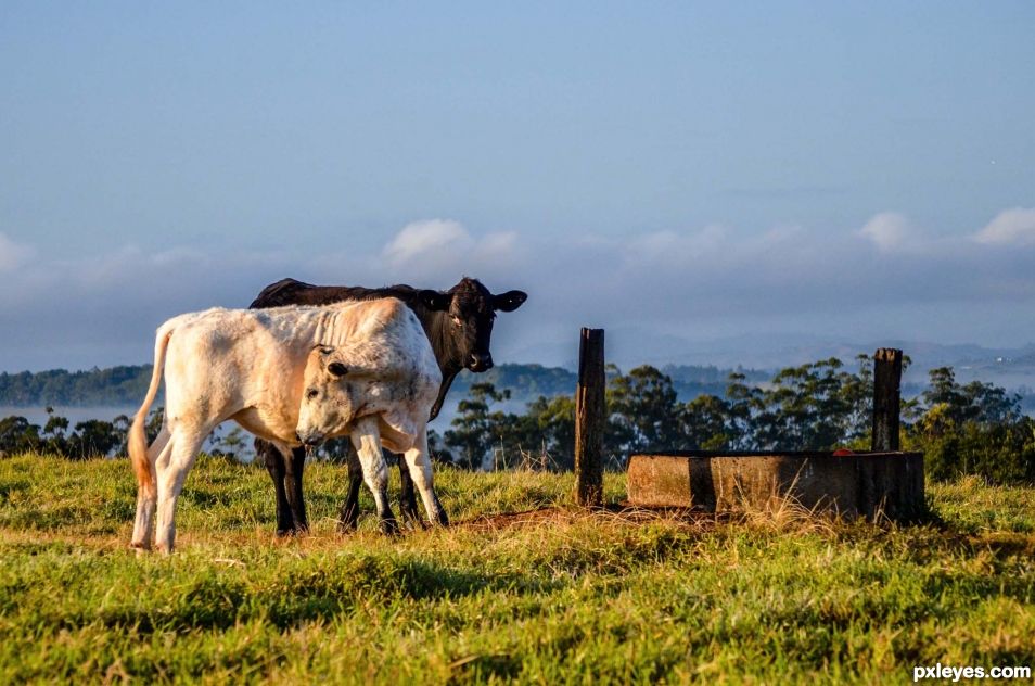 Contrasting cattle