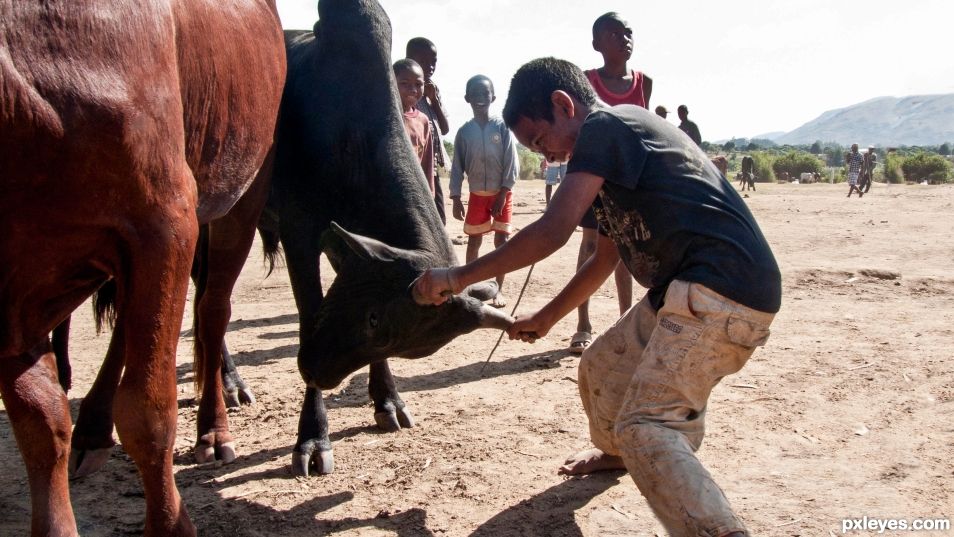 Zebu market, Madagascar