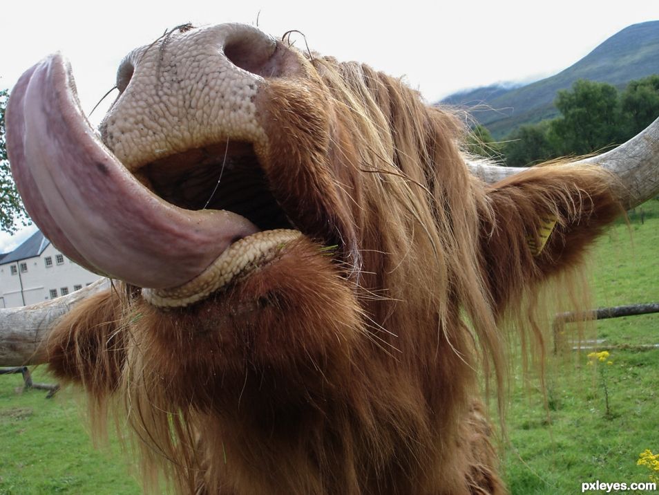 Highland cow, Scotland