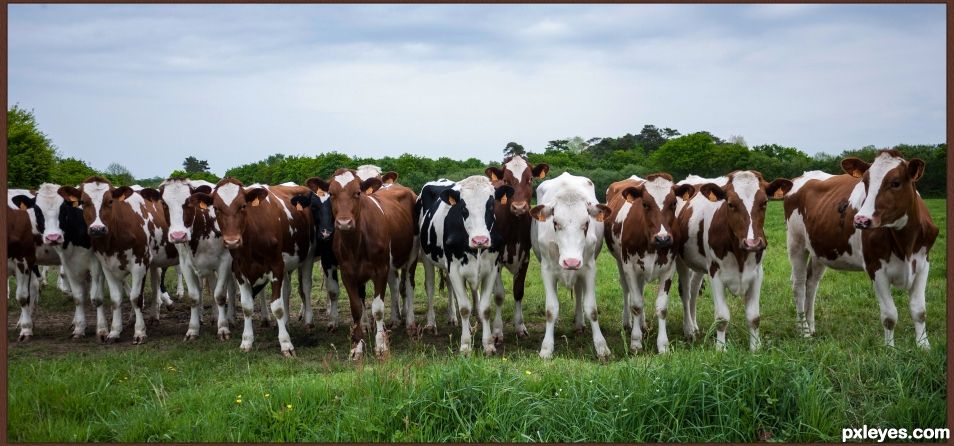Herd of cows, posing for the pic !