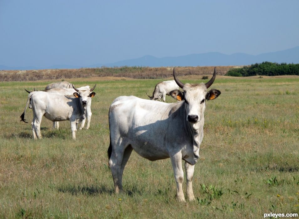 Maremma cows