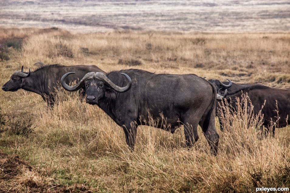 Buffalo