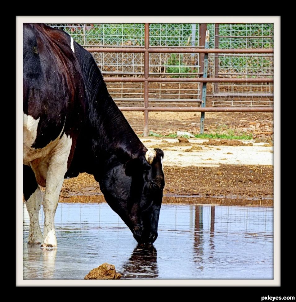 Barnyard Refreshments