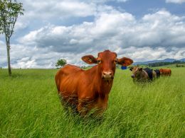 On the farm