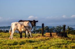Contrasting cattle