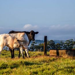 Contrastingcattle