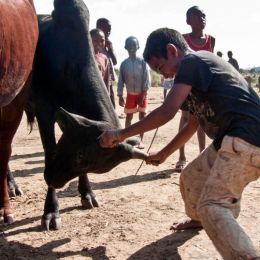 ZebumarketMadagascar