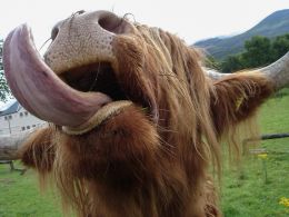 Highland cow, Scotland