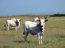 Maremma cows