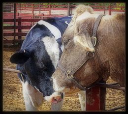 Bovine Buddies