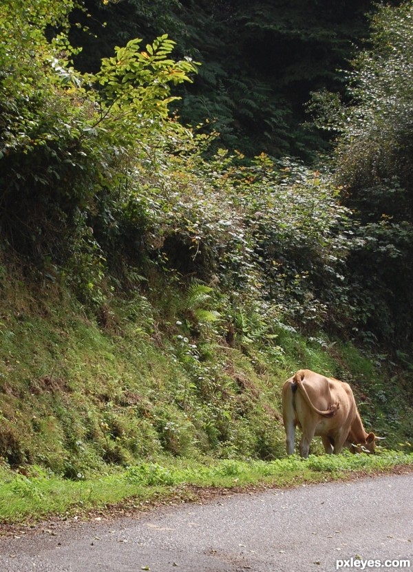 Roadside cow