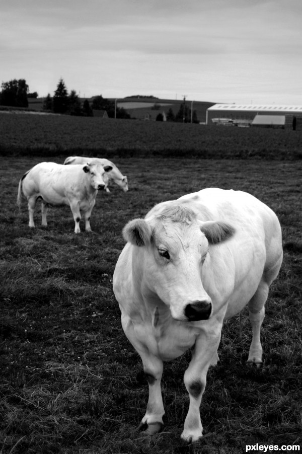 White cows