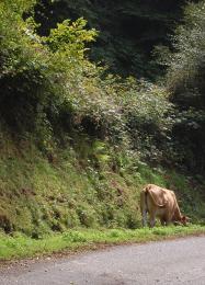 Roadsidecow