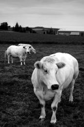 White cows