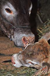 Calf with Proud Mum