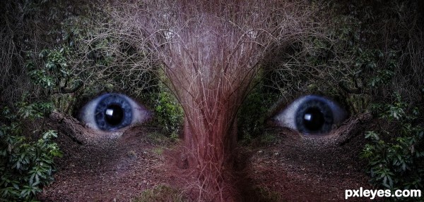 Eyes of the forest