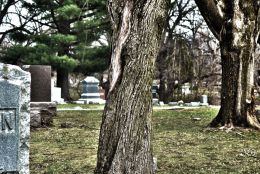 Cemetary Tree