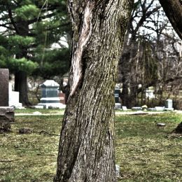 Cemetary Tree Picture