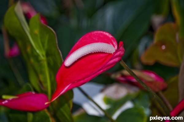 Anthurium