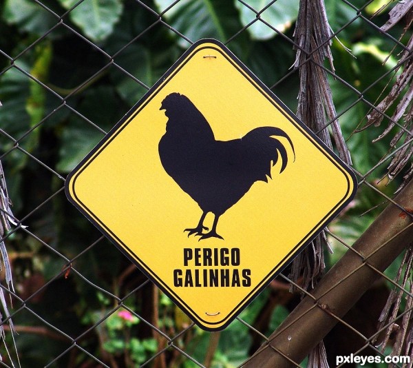 Danger! Chickens!