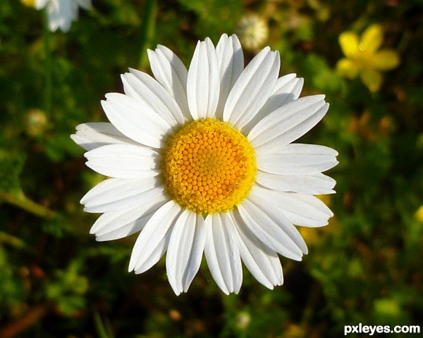 May Daisies