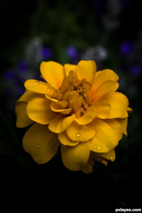 Yellow Flower