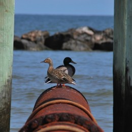 Centered Duck