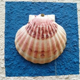 Shellonawall