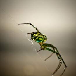 Spider Picture