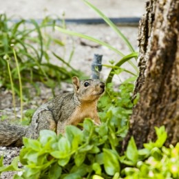 Squirrel Picture