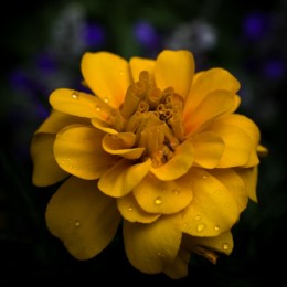 YellowFlower