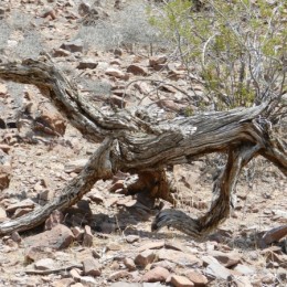 petrifieddog