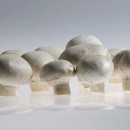 champignons source image