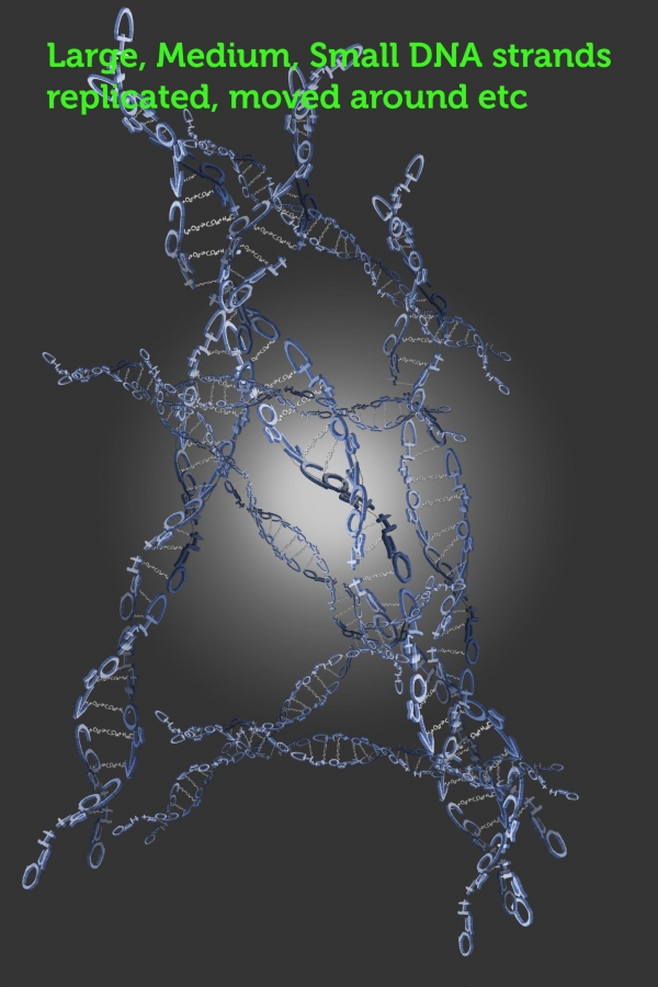 Creation of Deoxyribonucleic Acid: Step 4