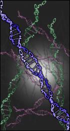 Deoxyribonucleic Acid