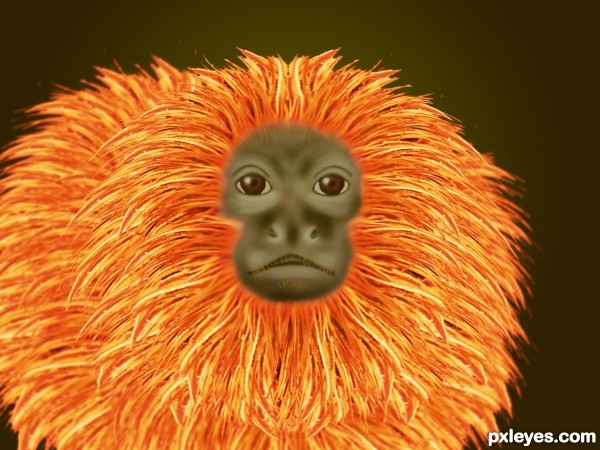 Creation of Golden lion tamarin: Final Result