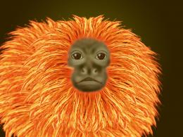 Golden lion tamarin