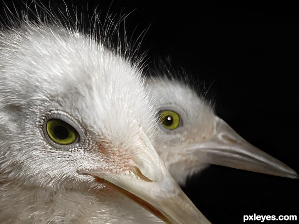 S No Regrets (snowy egrets)