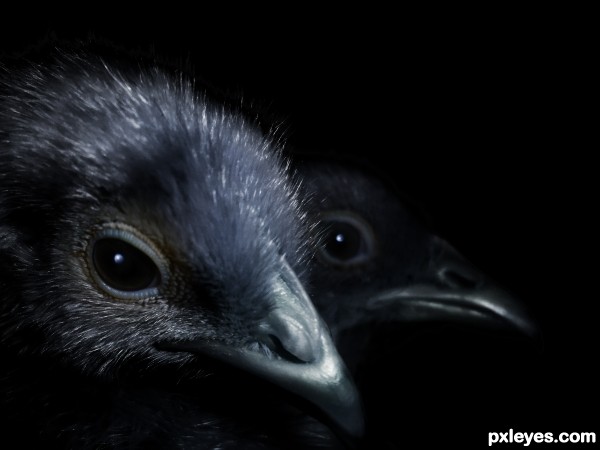 Crows under moonlit sky