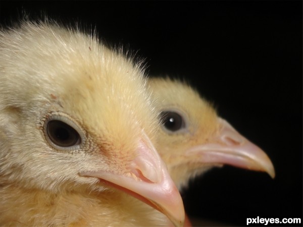 Creation of Chicks Pop Art: Step 1