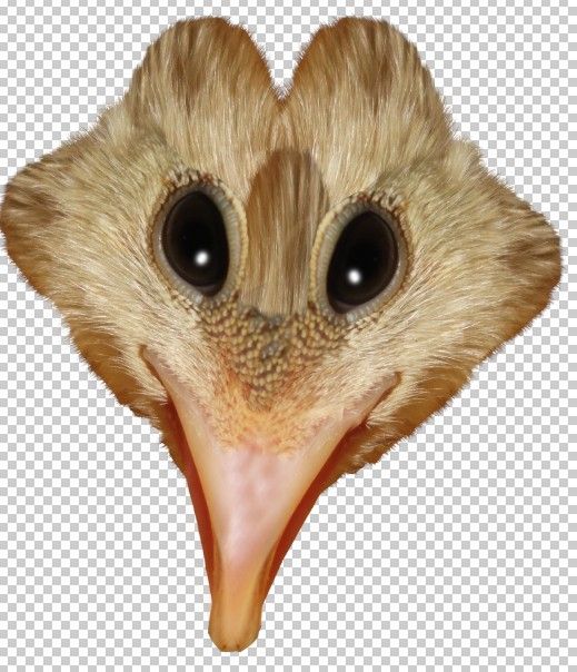 Creation of Birdies and the Top: Step 8