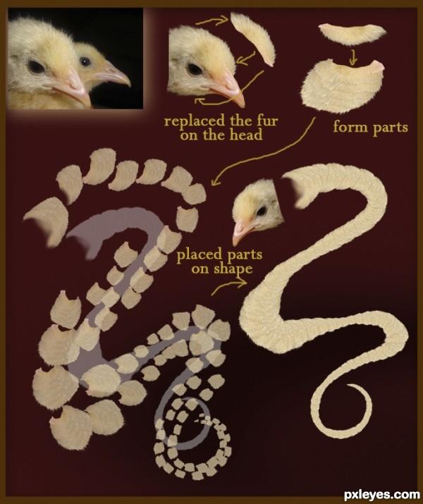 Creation of Chickgon: Step 1