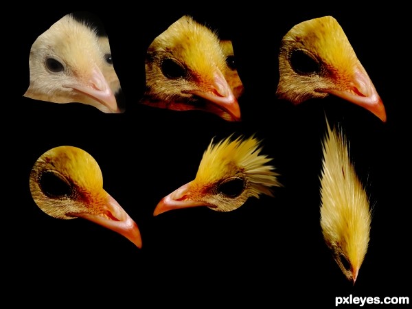 Creation of Sweet Bird: Step 1