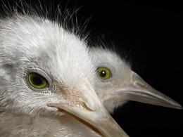 S No Regrets (snowy egrets)