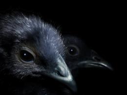 Crows under moonlit sky