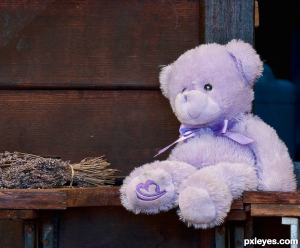 Lavender Teddy