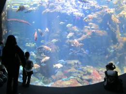 Aquarium Picture