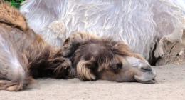 Sleeeeepyzzzzzzzzz