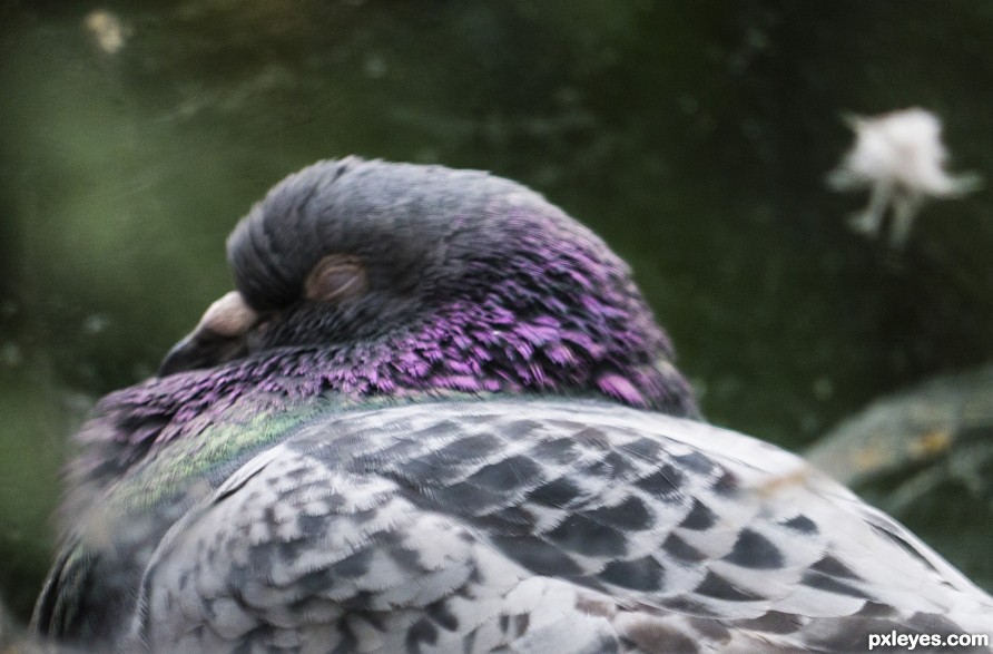 In Pigeon Dreamland