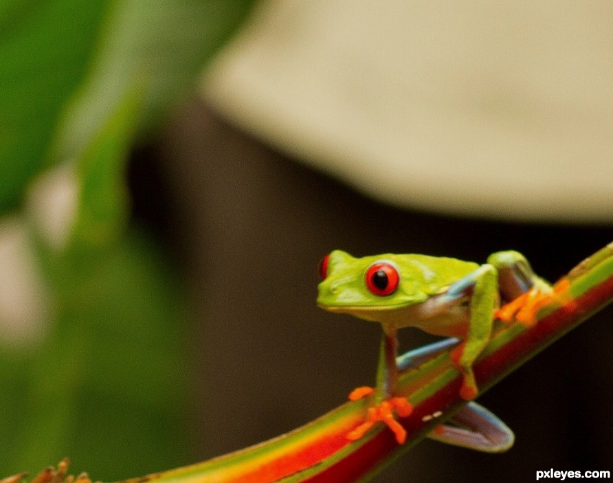 red eyed tree frog